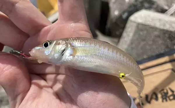 「「砂ではなく変化を見つけよう！」 投げキス釣りで釣果を伸ばす【5つの地形】の見方」の画像