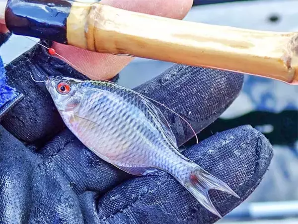 「淡水釣り堀でタナゴ釣りを堪能【滋賀・つりぼりトムソーヤ】居食い当たりに苦戦」の画像
