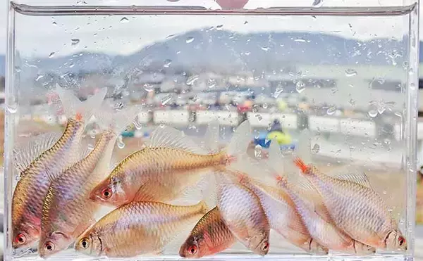 「淡水釣り堀でタナゴ釣りを堪能【滋賀・つりぼりトムソーヤ】居食い当たりに苦戦」の画像