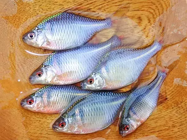 「淡水釣り堀でタナゴ釣りを堪能【滋賀・つりぼりトムソーヤ】居食い当たりに苦戦」の画像