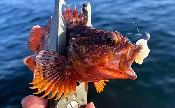 「「厳冬期でも陸っぱりでサカナを釣りたい！」穴釣りでカサゴ狙いのススメ」の画像