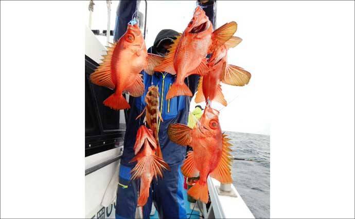 【沖釣り釣果速報】12kgブリ登場！泳がせ釣りで大物連発の響灘（福岡）