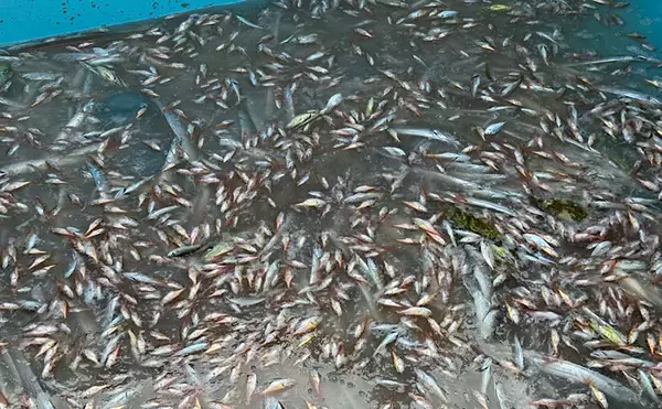 「「白髪」「瓜坊」「恩知らず」　親とは別の名前をつけられる幼魚たち」の画像