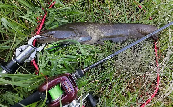 「日中のルアーナマズ釣りで65cm頭に60cmオーバー3匹キャッチ【愛知県・青木川】」の画像