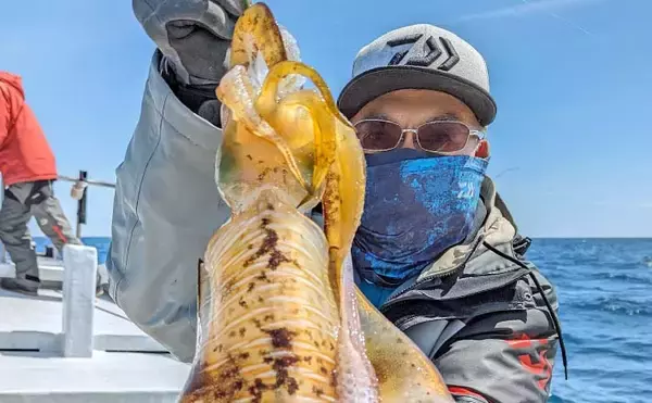 「志摩沖ティップラン釣行で1.8kg頭にキロ超えアオリイカが連発【三重】」の画像