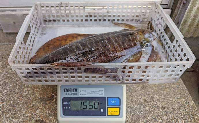 志摩沖ティップラン釣行で1.8kg頭にキロ超えアオリイカが連発【三重】