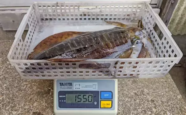 「志摩沖ティップラン釣行で1.8kg頭にキロ超えアオリイカが連発【三重】」の画像