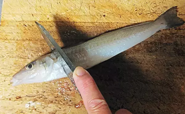 「釣ったキスで作る「アレンジ」レシピ：キスわさ　霜降りがカギ」の画像