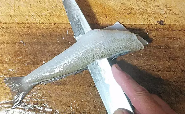 「釣ったキスで作る「アレンジ」レシピ：キスわさ　霜降りがカギ」の画像