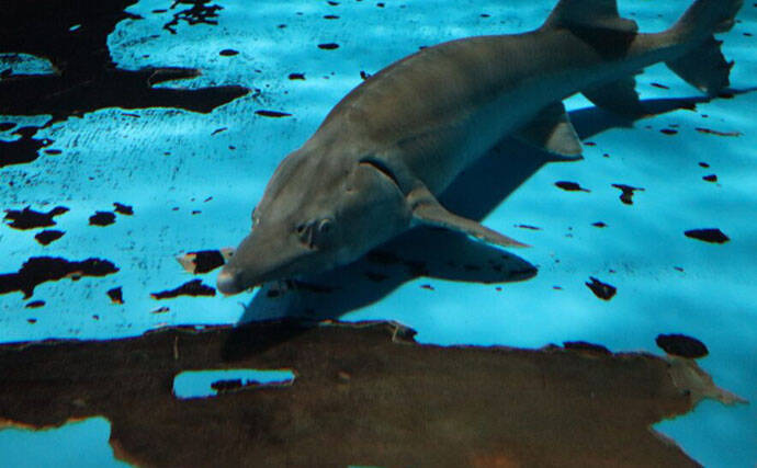 投薬で性転換させたチョウザメからキャビアの採取が可能に！ 雄の廃棄ゼロを目指す