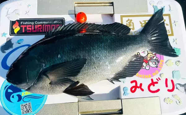 「50cm超え筆頭に大型クロ（グレ）乱舞！【大分】一級磯のポテンシャルは圧巻」の画像