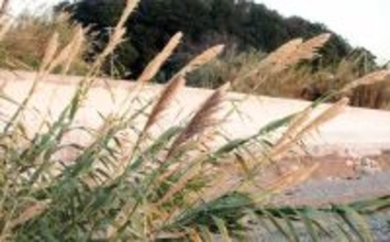 冬に釣り場で見ることができる植物たち　釣りシーズン開幕の目安になることも