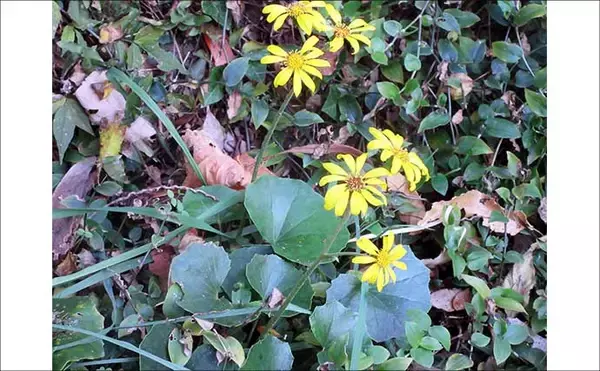 「冬に釣り場で見ることができる植物たち　釣りシーズン開幕の目安になることも」の画像