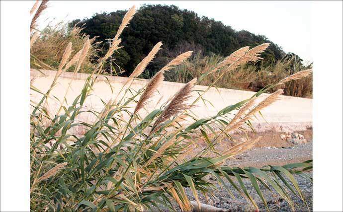 冬に釣り場で見ることができる植物たち　釣りシーズン開幕の目安になることも