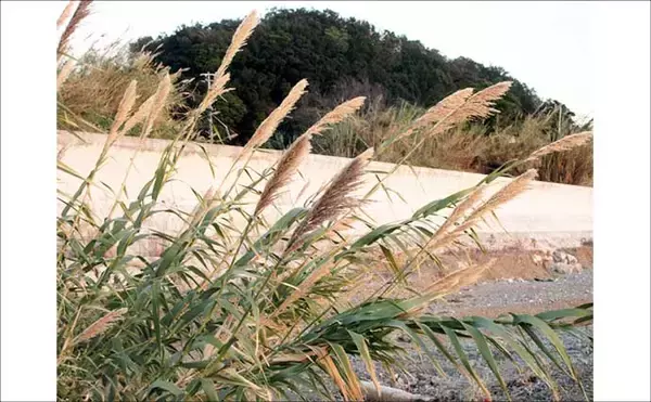 「冬に釣り場で見ることができる植物たち　釣りシーズン開幕の目安になることも」の画像