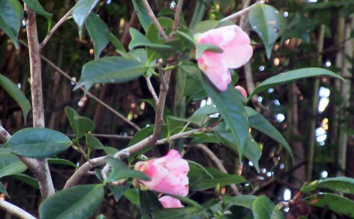 冬に釣り場で見ることができる植物たち　釣りシーズン開幕の目安になることも