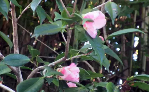 「冬に釣り場で見ることができる植物たち　釣りシーズン開幕の目安になることも」の画像