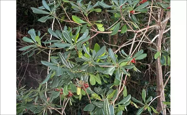「冬に釣り場で見ることができる植物たち　釣りシーズン開幕の目安になることも」の画像