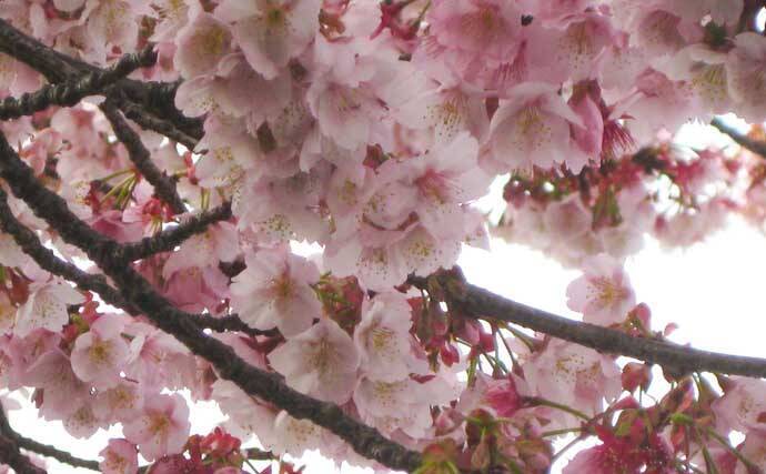 冬に釣り場で見ることができる植物たち　釣りシーズン開幕の目安になることも