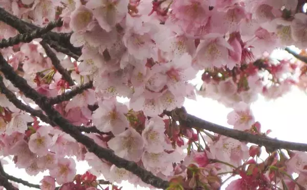 「冬に釣り場で見ることができる植物たち　釣りシーズン開幕の目安になることも」の画像