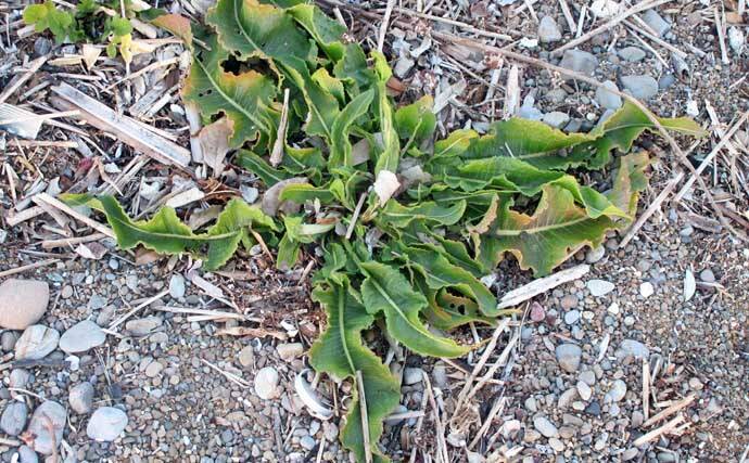 冬に釣り場で見ることができる植物たち　釣りシーズン開幕の目安になることも