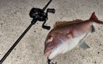 陸っぱりライトロックゲームでマダイにマゴチと絶好調！【山陰】カサゴは連発