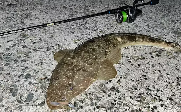 「陸っぱりライトロックゲームでマダイにマゴチと絶好調！【山陰】カサゴは連発」の画像