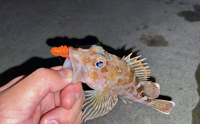 陸っぱりライトロックゲームでマダイにマゴチと絶好調！【山陰】カサゴは連発