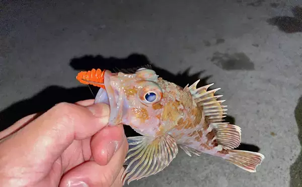 「陸っぱりライトロックゲームでマダイにマゴチと絶好調！【山陰】カサゴは連発」の画像