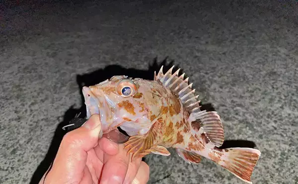 「陸っぱりライトロックゲームでマダイにマゴチと絶好調！【山陰】カサゴは連発」の画像