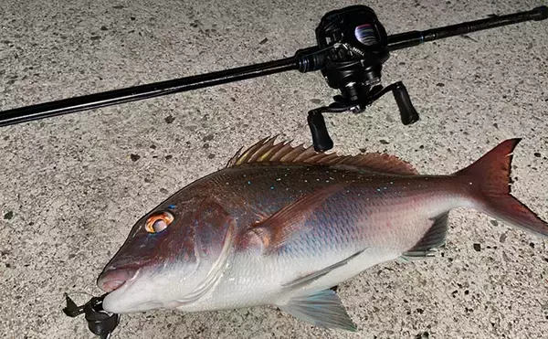 「陸っぱりライトロックゲームでマダイにマゴチと絶好調！【山陰】カサゴは連発」の画像