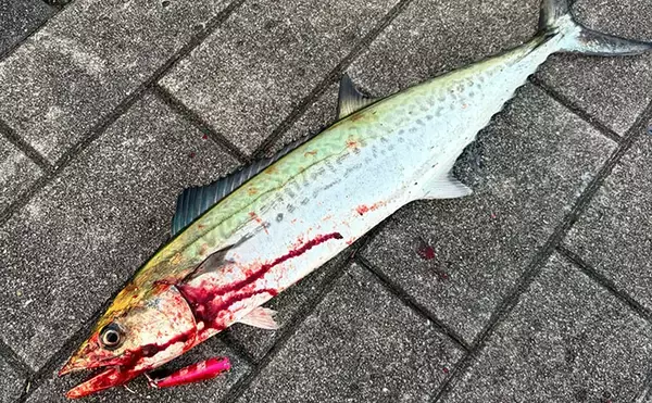 「大阪湾ライトゲーム釣行レポート　GWで複数回出撃もシーバス1尾のみとハードモード」の画像