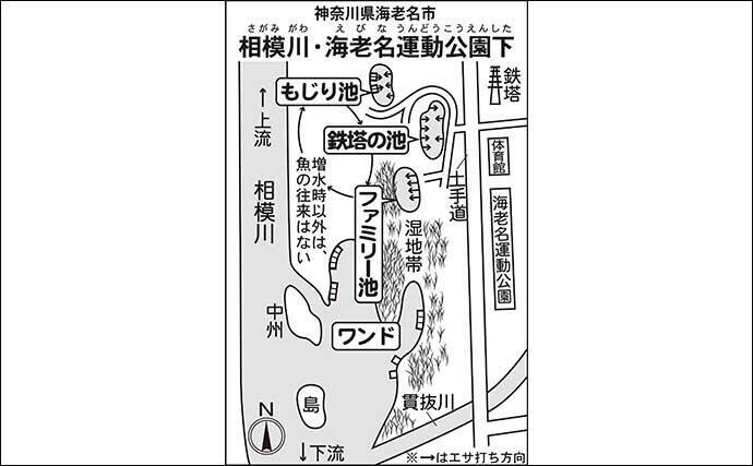 今週のヘラブナ推薦釣り場2026【神奈川・海老名運動公園下】