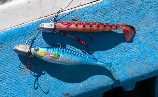 「船のルアータチウオゲームでドラゴン級連発【茨城・久保丸】浅場20mをジグヘッド＋ワームで攻略」の画像