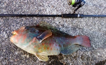 冬が旬のご当地ターゲット『イガミ（ブダイ）』釣りに挑戦　釣り方微調整で本命に迫る