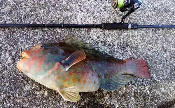 冬が旬のご当地ターゲット『イガミ（ブダイ）』釣りに挑戦　釣り方微調整で本命に迫る