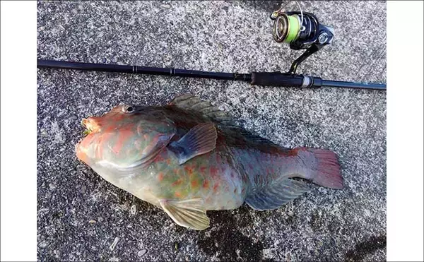 「冬が旬のご当地ターゲット『イガミ（ブダイ）』釣りに挑戦　釣り方微調整で本命に迫る」の画像