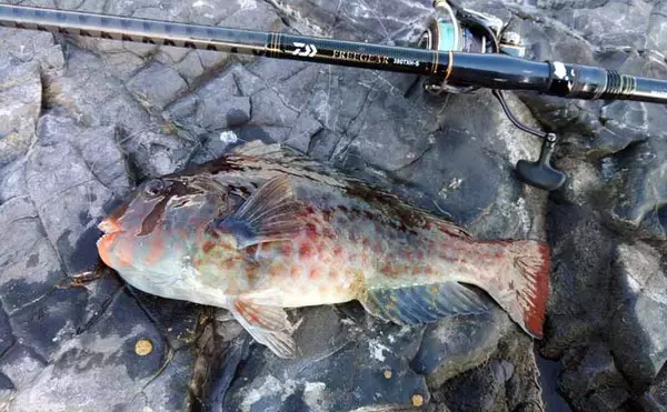 「冬が旬のご当地ターゲット『イガミ（ブダイ）』釣りに挑戦　釣り方微調整で本命に迫る」の画像