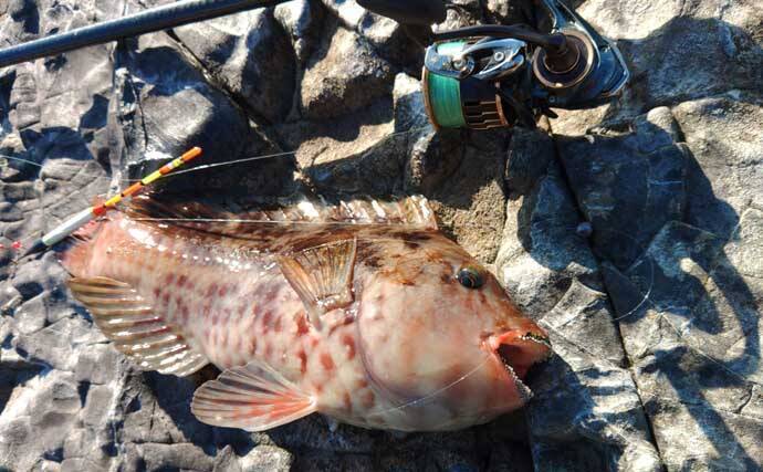 冬が旬のご当地ターゲット『イガミ（ブダイ）』釣りに挑戦　釣り方微調整で本命に迫る