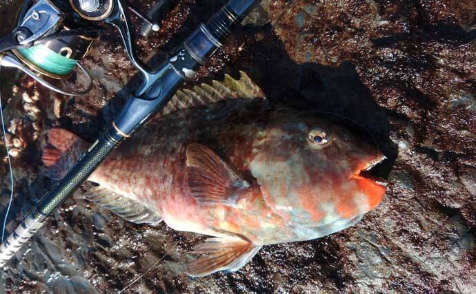 冬が旬のご当地ターゲット『イガミ（ブダイ）』釣りに挑戦　釣り方微調整で本命に迫る