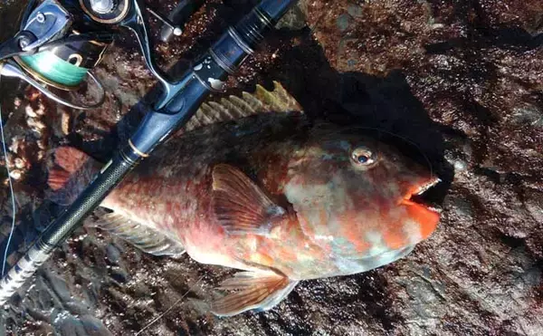 「冬が旬のご当地ターゲット『イガミ（ブダイ）』釣りに挑戦　釣り方微調整で本命に迫る」の画像