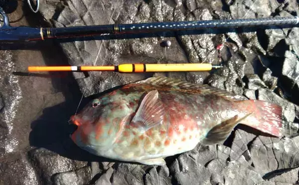 「冬が旬のご当地ターゲット『イガミ（ブダイ）』釣りに挑戦　釣り方微調整で本命に迫る」の画像