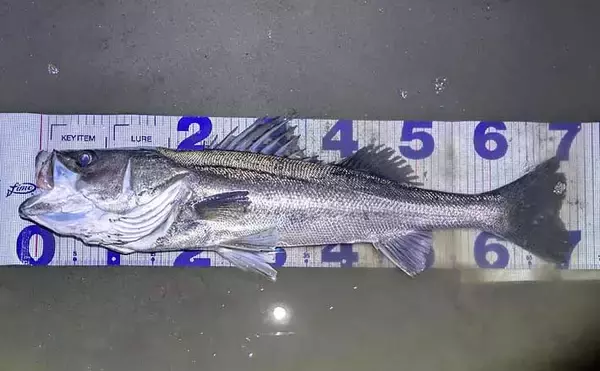 「小春日和はシャローにチャンスあり？」 ベイトの動きを読み70cm頭シーバス3連発！