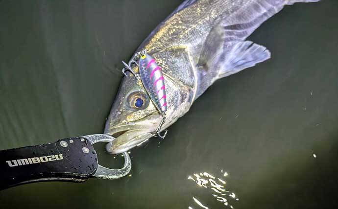 「小春日和はシャローにチャンスあり？」 ベイトの動きを読み70cm頭シーバス3連発！