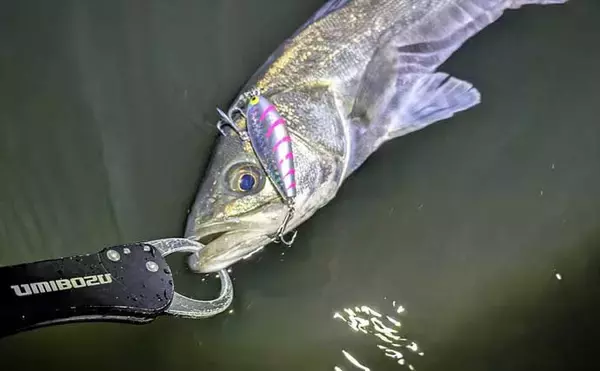 「「小春日和はシャローにチャンスあり？」 ベイトの動きを読み70cm頭シーバス3連発！」の画像