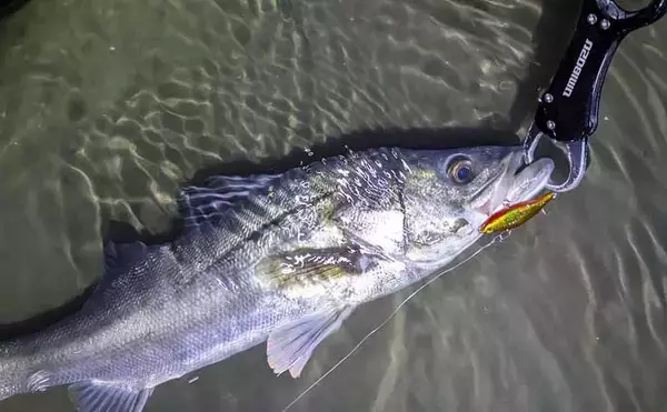 「「小春日和はシャローにチャンスあり？」 ベイトの動きを読み70cm頭シーバス3連発！」の画像