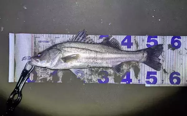 「「小春日和はシャローにチャンスあり？」 ベイトの動きを読み70cm頭シーバス3連発！」の画像