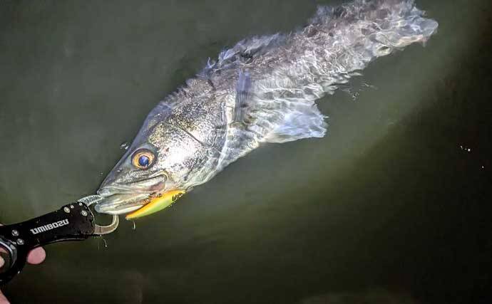 「小春日和はシャローにチャンスあり？」 ベイトの動きを読み70cm頭シーバス3連発！