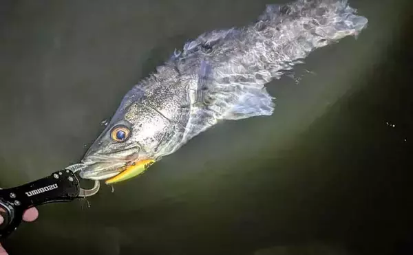 「「小春日和はシャローにチャンスあり？」 ベイトの動きを読み70cm頭シーバス3連発！」の画像