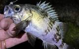「「エサで魚を探してルアーでサイズを狙う！」ハイブリッドメバリングで20cm超えメバル登場」の画像1